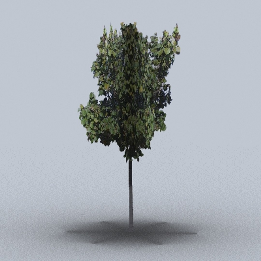 Large Trees 3d Model