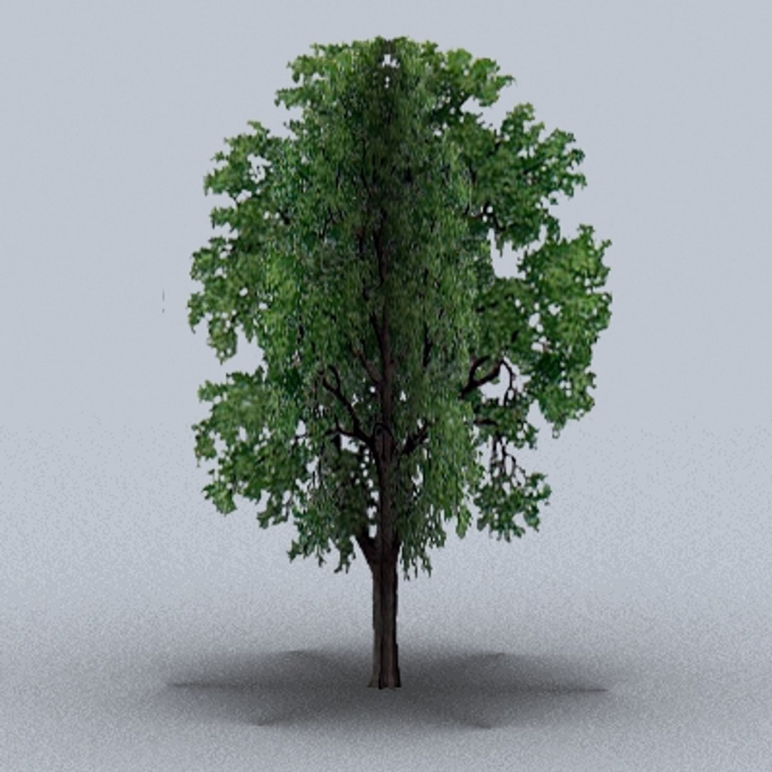 Large Trees 3d Model