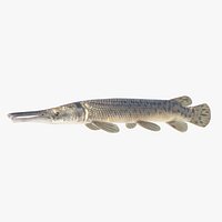 Alligator Gar