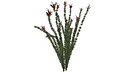 Ocotillo Plant - 03 -