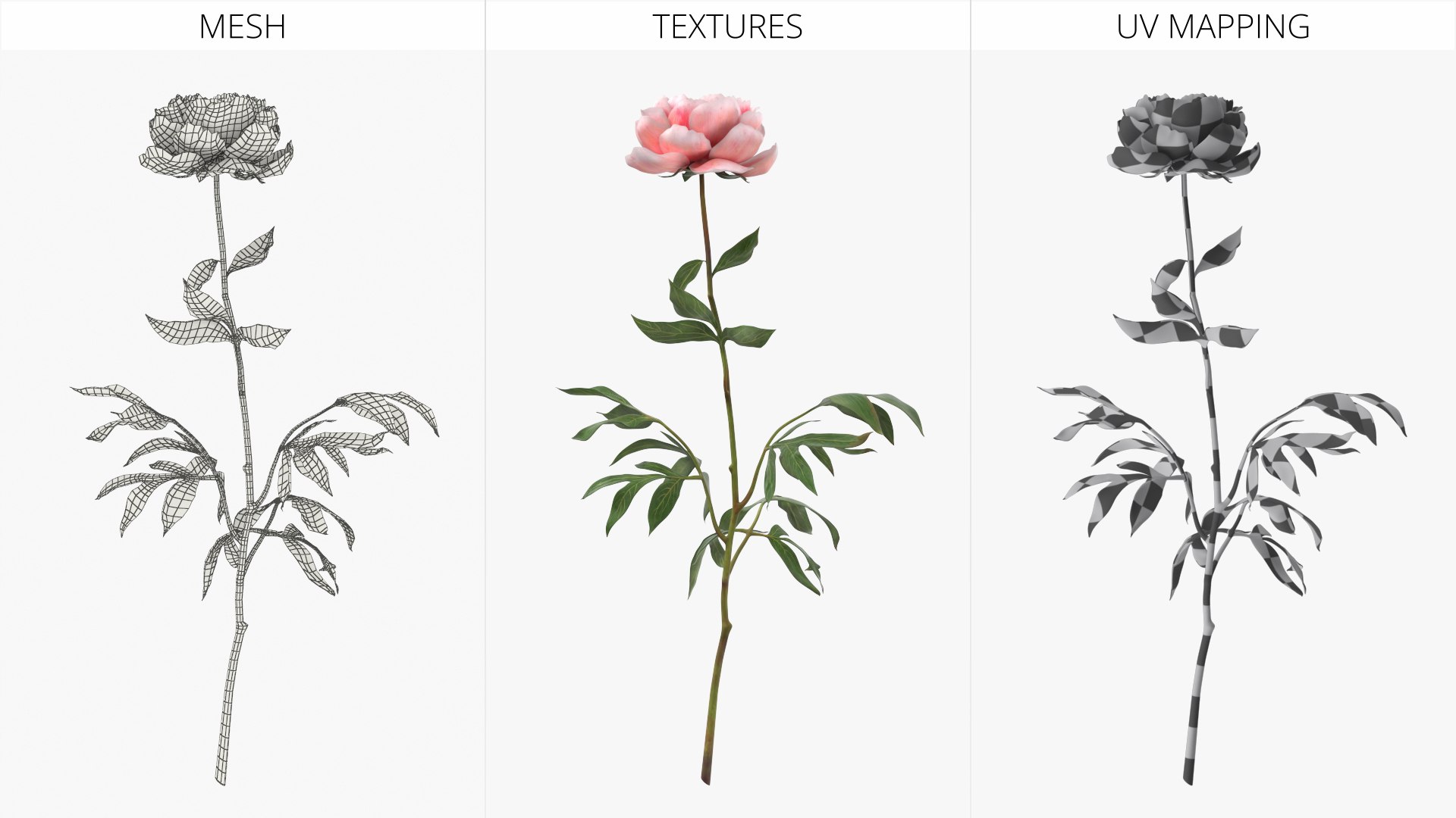 3D Single Peony Stem with Pink Bloom and Green Leaves https://p.turbosquid.com/ts-thumb/yC/A5BjFk/Ju/single_peony_stem_with_pink_bloom_and_green_leaves_007/jpg/1761615871/1920x1080/fit_q87/e196ad08376fc11ee1942533a7cd3ef465a19d4c/single_peony_stem_with_pink_bloom_and_green_leaves_007.jpg