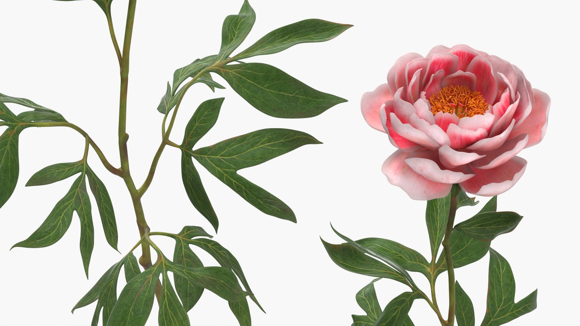 3D Single Peony Stem with Pink Bloom and Green Leaves https://p.turbosquid.com/ts-thumb/yC/A5BjFk/nK/single_peony_stem_with_pink_bloom_and_green_leaves_004/jpg/1761615860/1920x1080/fit_q87/d3bd55c04ba4cb478807a37f6e31144c69125768/single_peony_stem_with_pink_bloom_and_green_leaves_004.jpg