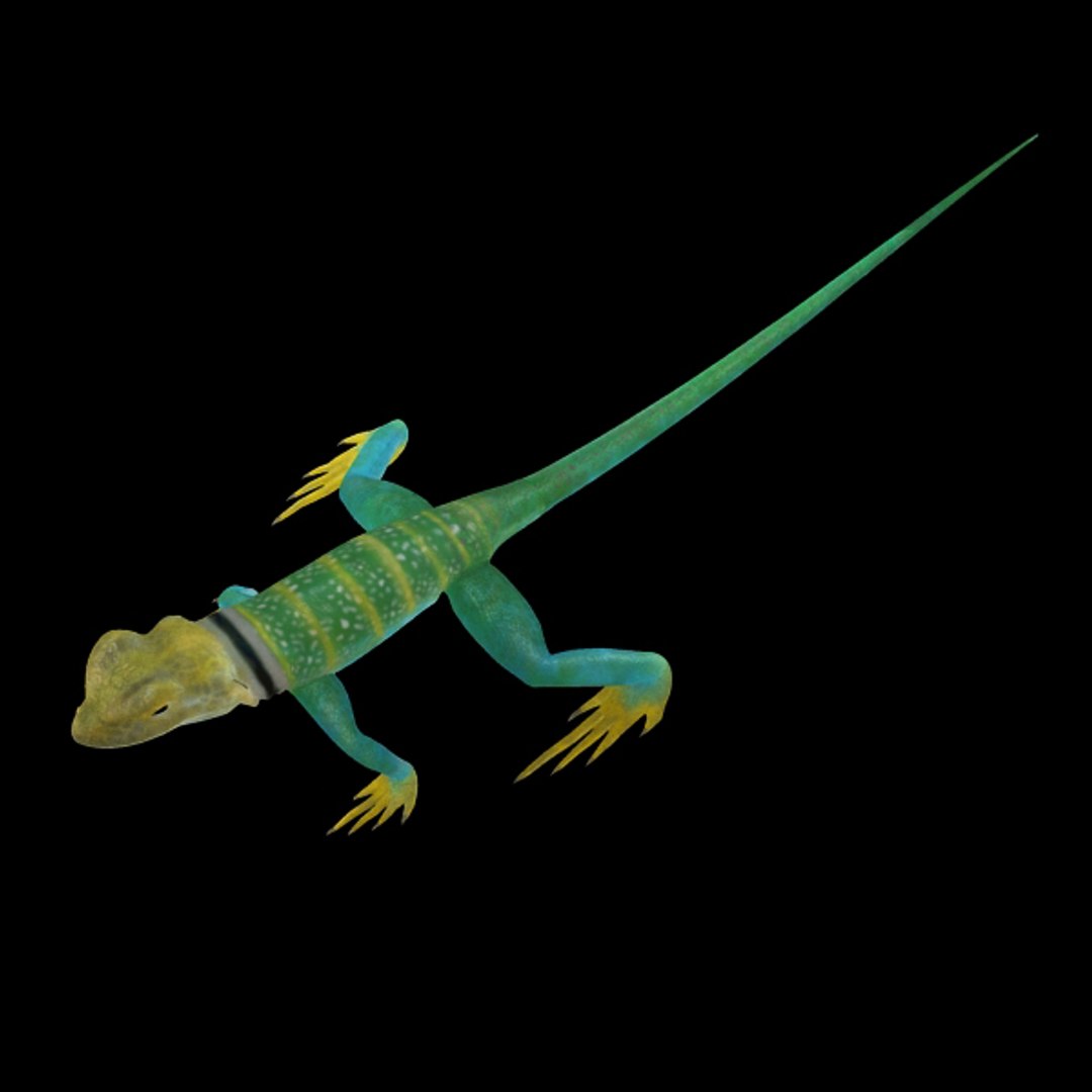collar lizard 3d model https://p.turbosquid.com/ts-thumb/yC/ArIUAK/DXcipR4E/image_002/jpg/1359442027/1920x1080/fit_q87/cececca0dc1b4e2953d373e337af5ca0f52be5f9/image_002.jpg