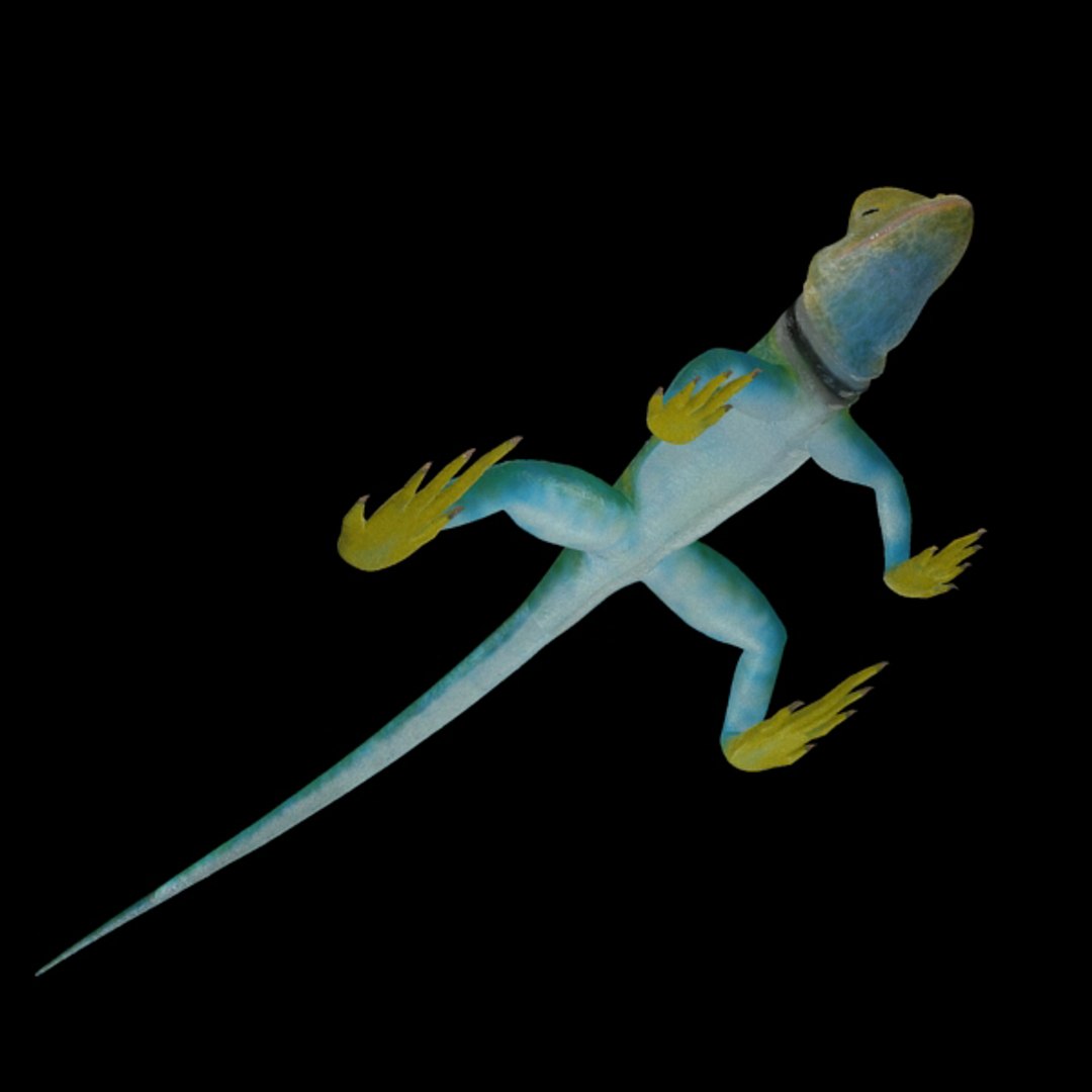 collar lizard 3d model https://p.turbosquid.com/ts-thumb/yC/ArIUAK/PAwg2qil/image_003/jpg/1359442027/1920x1080/fit_q87/96c4918dc4b7479dd8440722feba14cafd7f82cd/image_003.jpg
