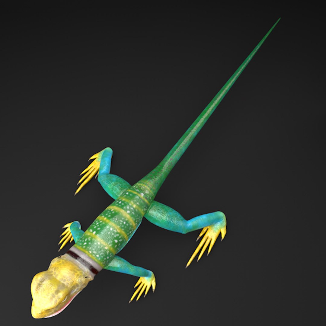 collar lizard 3d model https://p.turbosquid.com/ts-thumb/yC/ArIUAK/ajXzaqT4/image_007/jpg/1359442027/1920x1080/fit_q87/00605ef503eaf6432f4884a3a82cd3f672c2d0f7/image_007.jpg