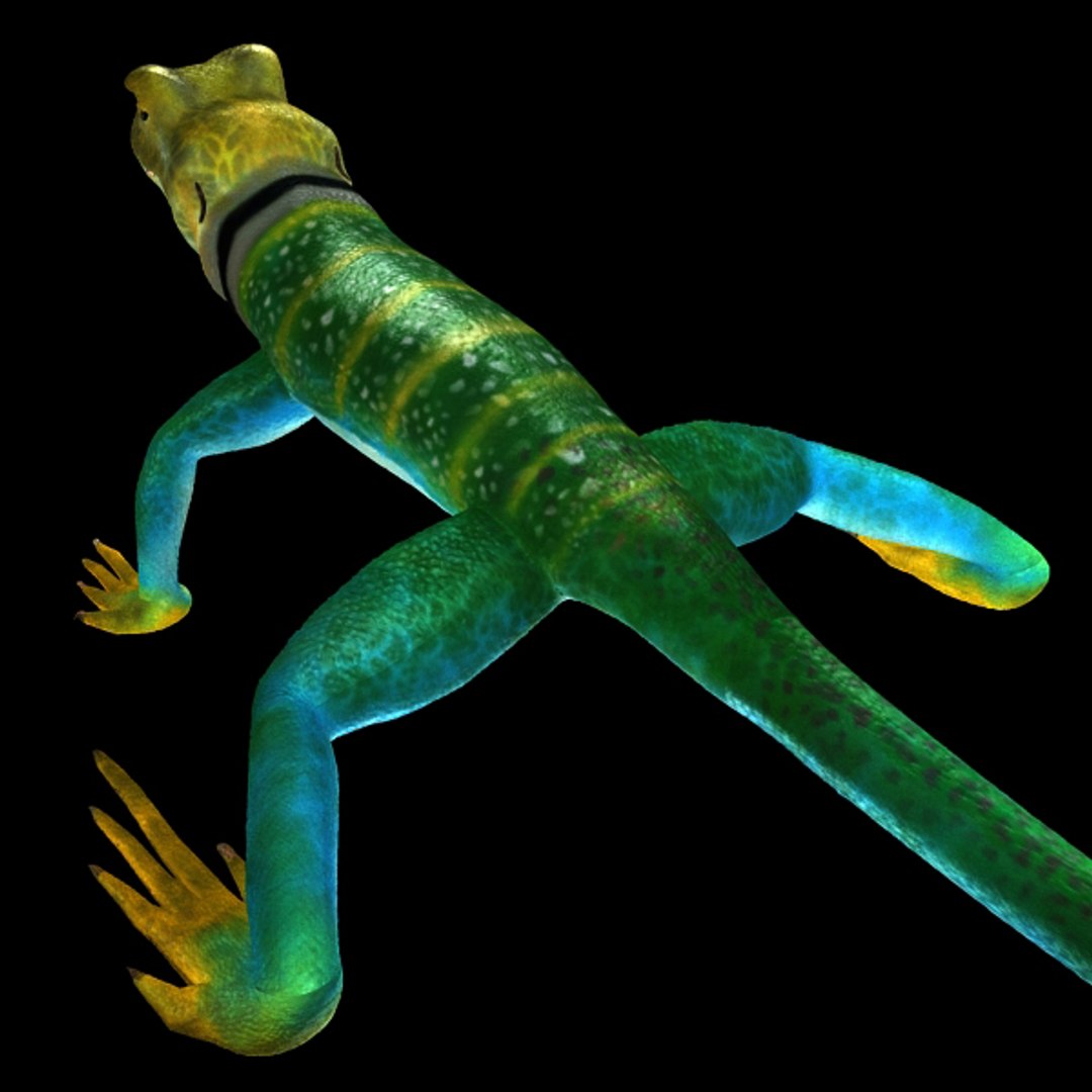 collar lizard 3d model https://p.turbosquid.com/ts-thumb/yC/ArIUAK/lhdaGXSR/image_005/jpg/1359442027/1920x1080/fit_q87/f43e0f6344b3c2c5583db61097e84fab55a54db2/image_005.jpg