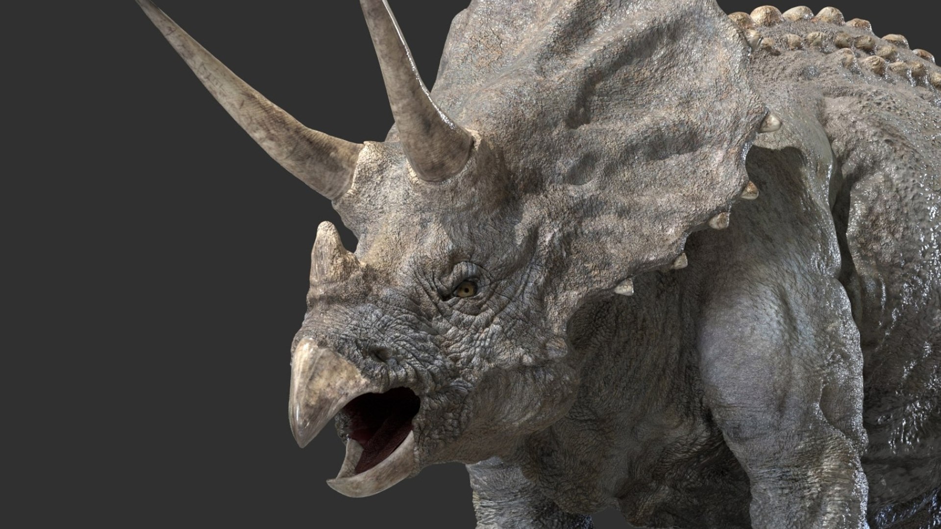 triceratops 3D 3D model https://p.turbosquid.com/ts-thumb/yC/AuHx52/0C/12/jpg/1750642805/1920x1080/fit_q87/9c3399a398d90a06221792a1ea52172539c559fc/12.jpg