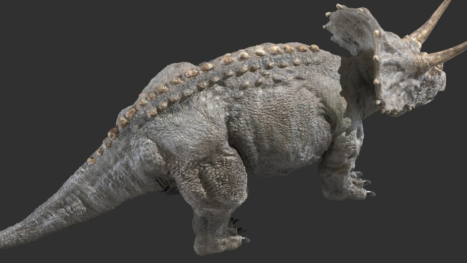 triceratops 3D 3D model https://p.turbosquid.com/ts-thumb/yC/AuHx52/1m/10/jpg/1750642804/1920x1080/fit_q87/5a0937a71b5fdbf5615a53e1d863561597c5709b/10.jpg