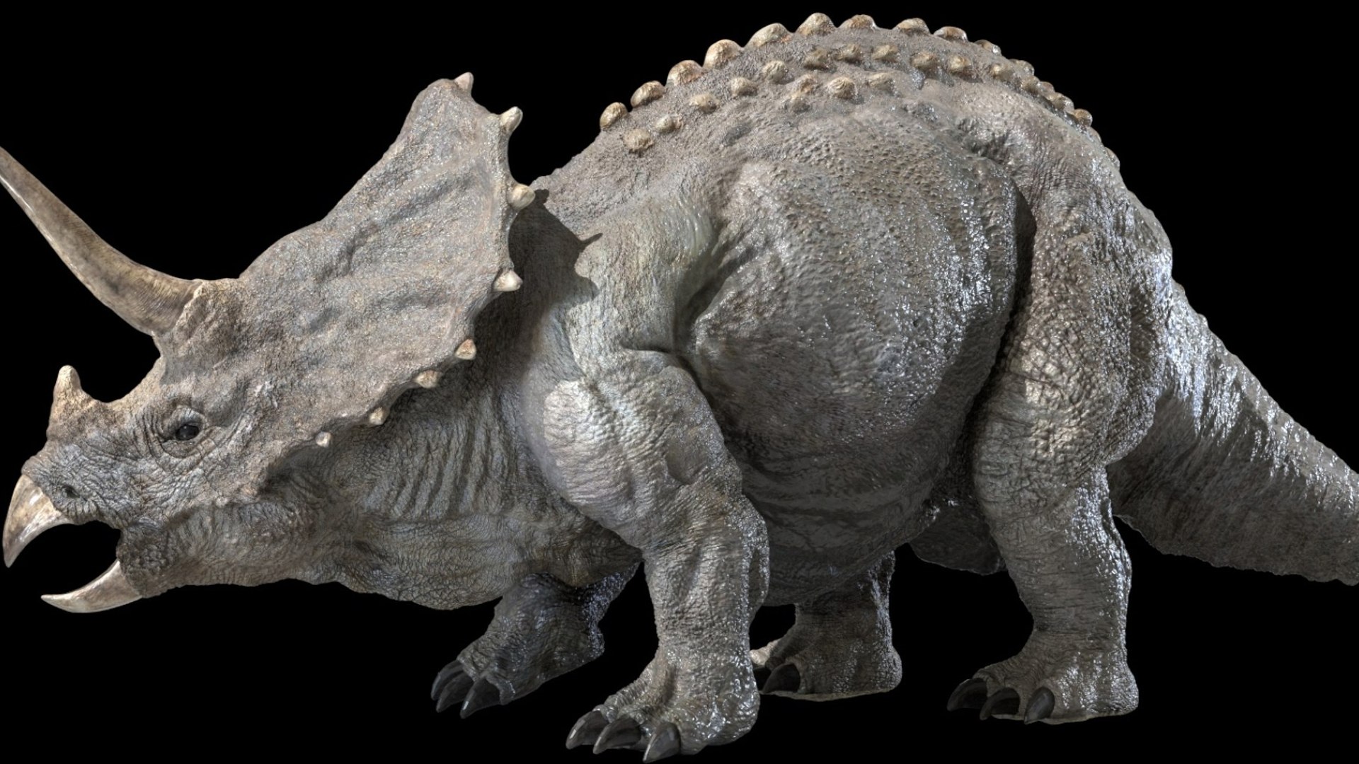 triceratops 3D 3D model https://p.turbosquid.com/ts-thumb/yC/AuHx52/8B/18/jpg/1750642793/1920x1080/fit_q87/8f048322b33c058010c4b281262ed88f83af8840/18.jpg