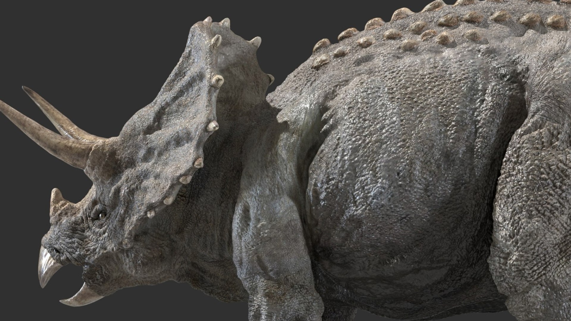 triceratops 3D 3D model https://p.turbosquid.com/ts-thumb/yC/AuHx52/Wq/07/jpg/1750642803/1920x1080/fit_q87/3c341a1b14328b6f3cd678f4d3fe8f30556c5726/07.jpg