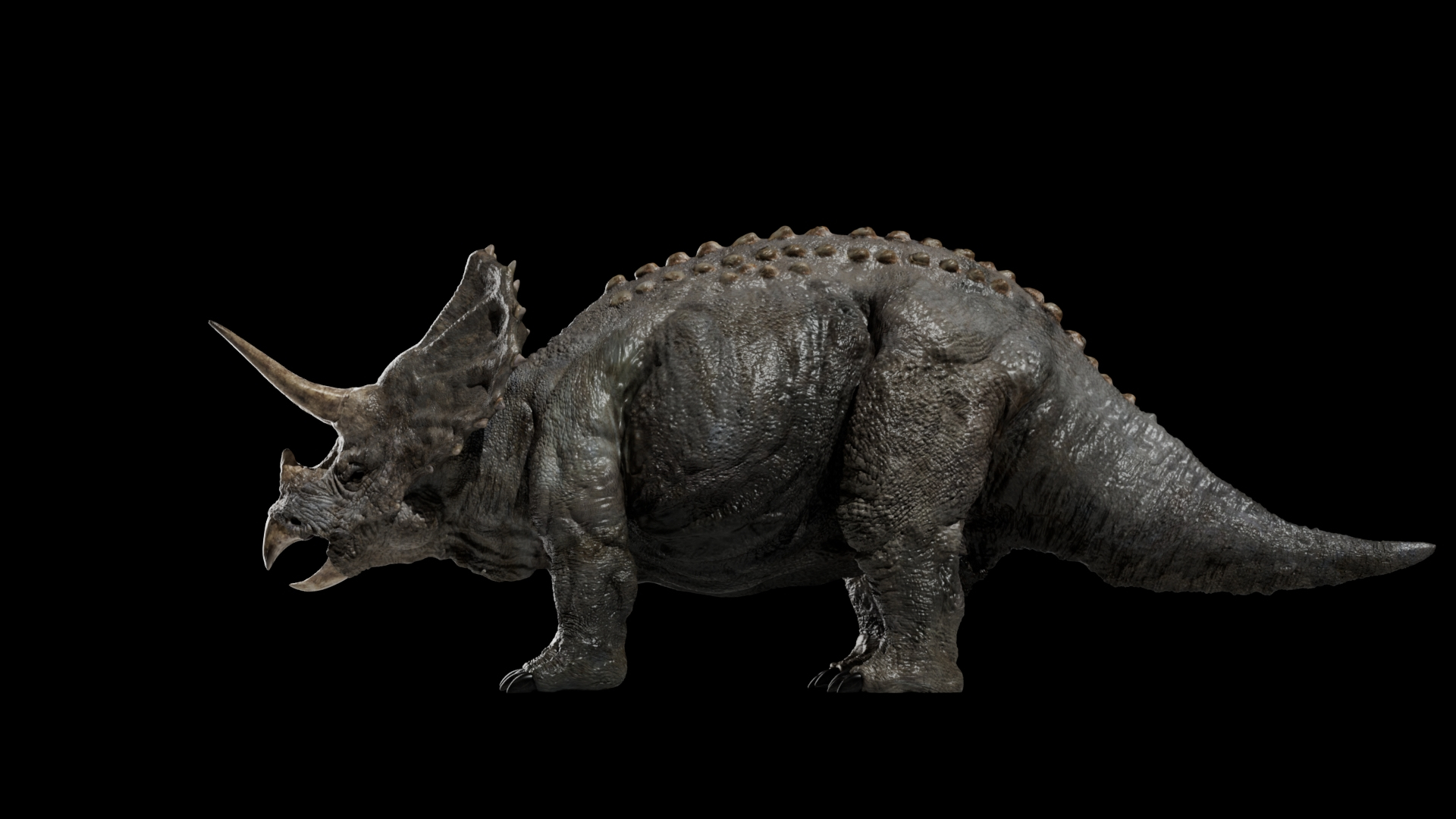 triceratops 3D 3D model https://p.turbosquid.com/ts-thumb/yC/AuHx52/XY/triceratops/jpg/1750643161/1920x1080/turn_fit_q99/3843cac7eb8fa80af9dcc201bbf6cb1585ebbc6b/triceratops-1.jpg