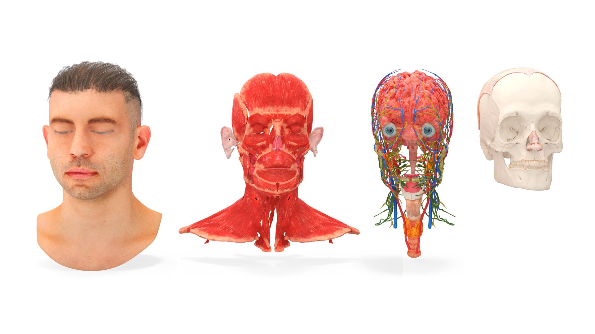 Male Realistic Anatomy Collection model https://p.turbosquid.com/ts-thumb/yC/IHvb8p/0E/malerealisticanatomycollection3dsmodel021/jpg/1708303854/1920x1080/fit_q87/a13a551b7e5aaf53f0b343908509b9abb4c3fa1c/malerealisticanatomycollection3dsmodel021.jpg