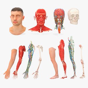 Male Realistic Anatomy Collection