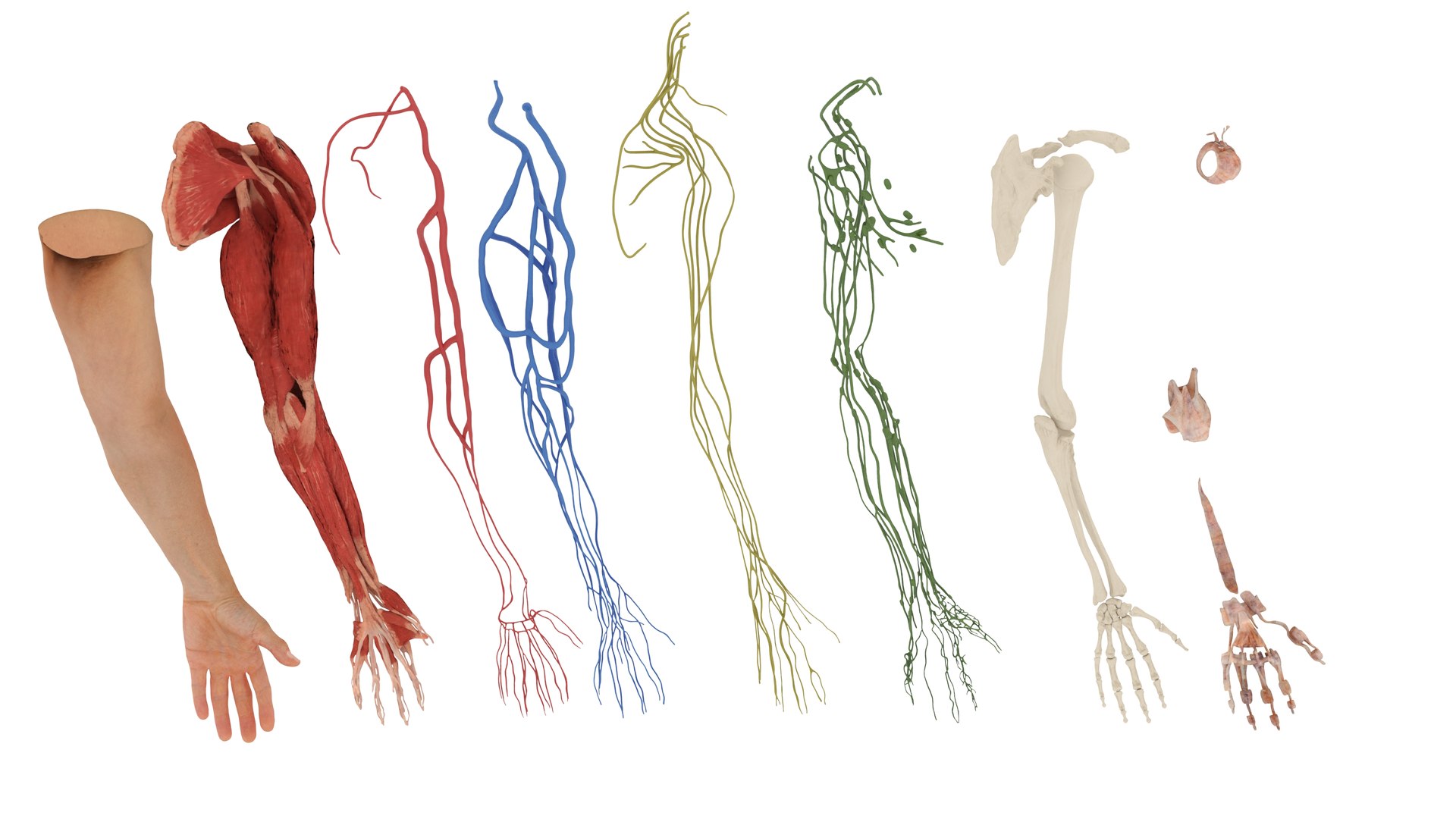 Male Realistic Anatomy Collection model https://p.turbosquid.com/ts-thumb/yC/IHvb8p/4I/malerealisticanatomycollection3dsmodel011/jpg/1708303799/1920x1080/fit_q87/b8648c541b0827171bd8845e40e8fc1291c0f14f/malerealisticanatomycollection3dsmodel011.jpg