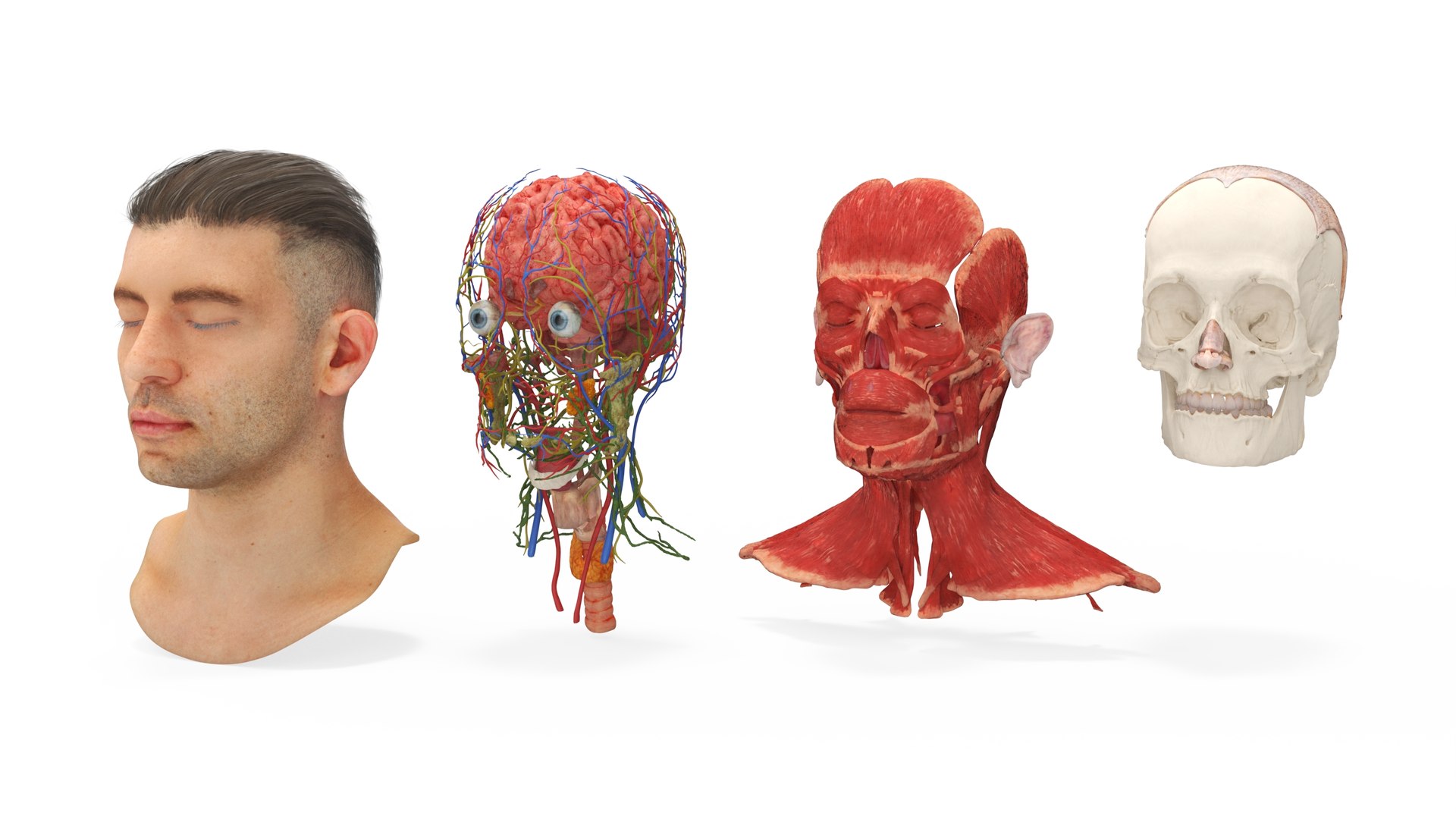 Male Realistic Anatomy Collection model https://p.turbosquid.com/ts-thumb/yC/IHvb8p/4V/malerealisticanatomycollection3dsmodel023/jpg/1708303866/1920x1080/fit_q87/d8b2778a3002c4288b62f24cf9df9210d5dcb3ed/malerealisticanatomycollection3dsmodel023.jpg