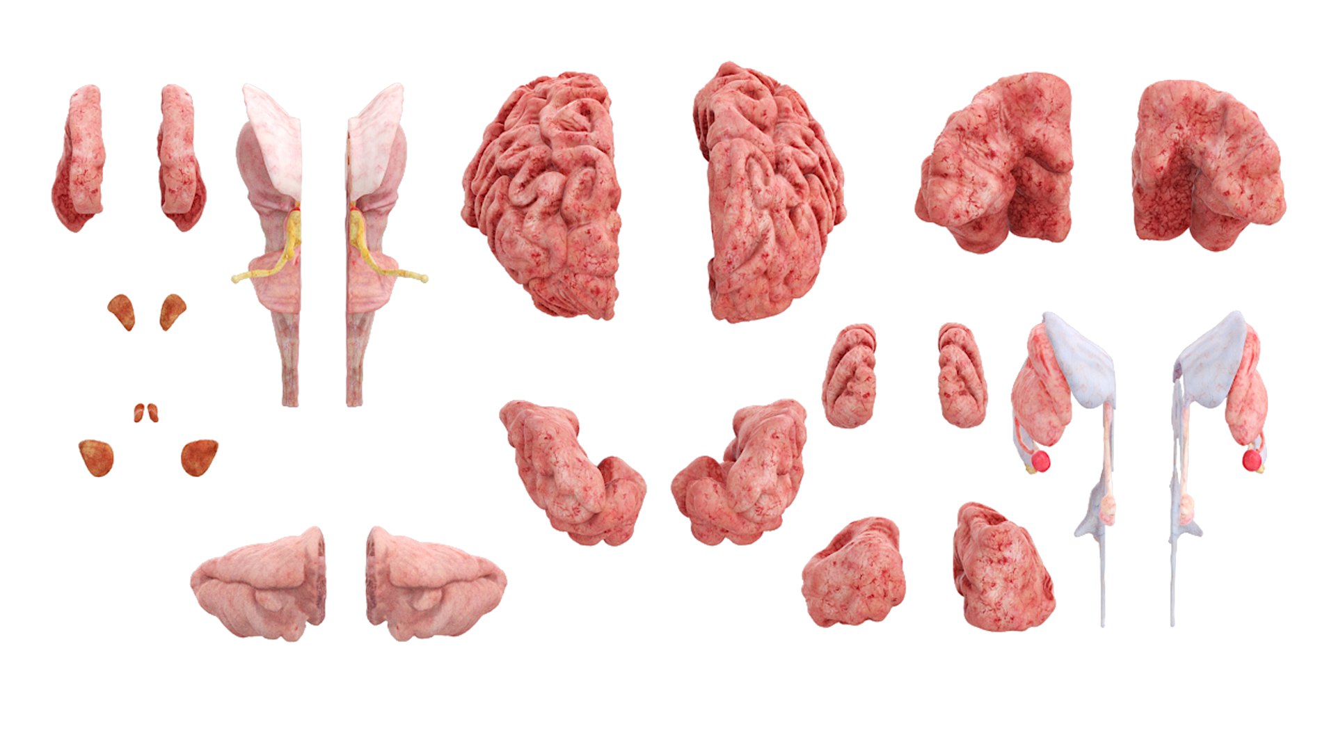 Male Realistic Anatomy Collection model https://p.turbosquid.com/ts-thumb/yC/IHvb8p/F7/malerealisticanatomycollection3dsmodel030/jpg/1708303903/1920x1080/fit_q87/555f4aa8e18fdf5026f2c082b5632d33f0b1917e/malerealisticanatomycollection3dsmodel030.jpg
