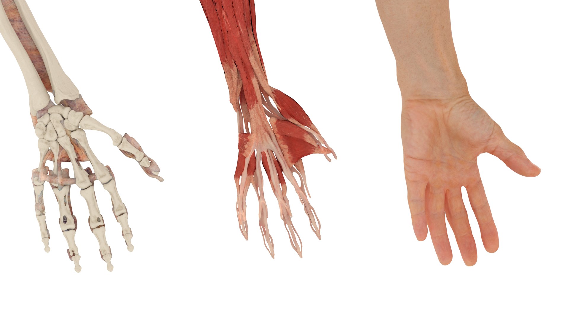 Male Realistic Anatomy Collection model https://p.turbosquid.com/ts-thumb/yC/IHvb8p/Fs/malerealisticanatomycollection3dsmodel015/jpg/1708303821/1920x1080/fit_q87/db59b0cba01d134b08f56728c1d793834f5a05dc/malerealisticanatomycollection3dsmodel015.jpg