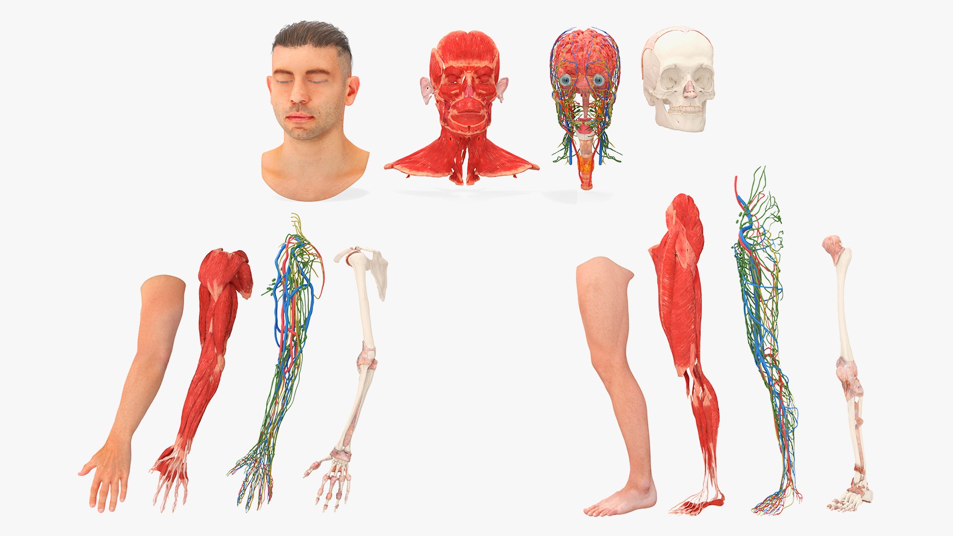 Male Realistic Anatomy Collection model https://p.turbosquid.com/ts-thumb/yC/IHvb8p/Iw/malerealisticanatomycollection3dsmodel001/jpg/1708302337/1920x1080/fit_q87/f775b9c96b5007b05283e574f1e516e57d0cc7da/malerealisticanatomycollection3dsmodel001.jpg