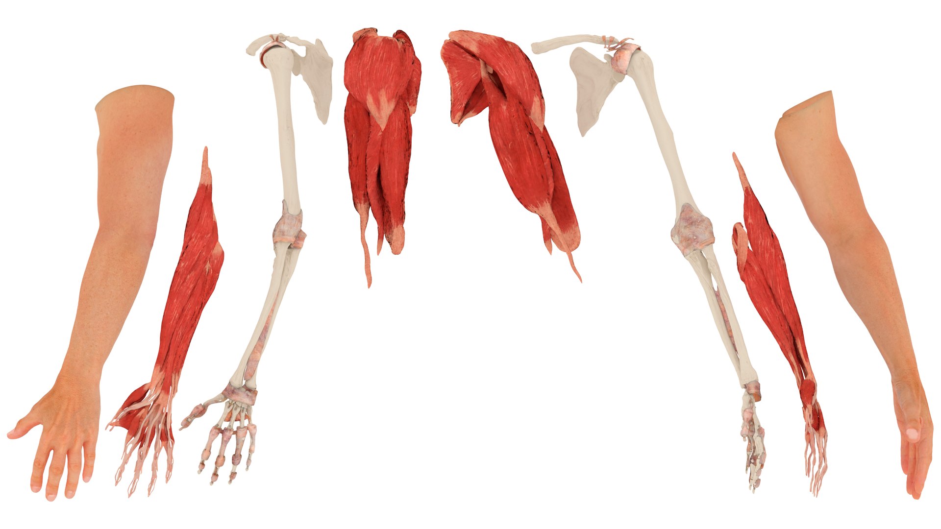 Male Realistic Anatomy Collection model https://p.turbosquid.com/ts-thumb/yC/IHvb8p/Ne/malerealisticanatomycollection3dsmodel014/jpg/1708303816/1920x1080/fit_q87/3a6ee40a611158f597648135702155674ce60573/malerealisticanatomycollection3dsmodel014.jpg