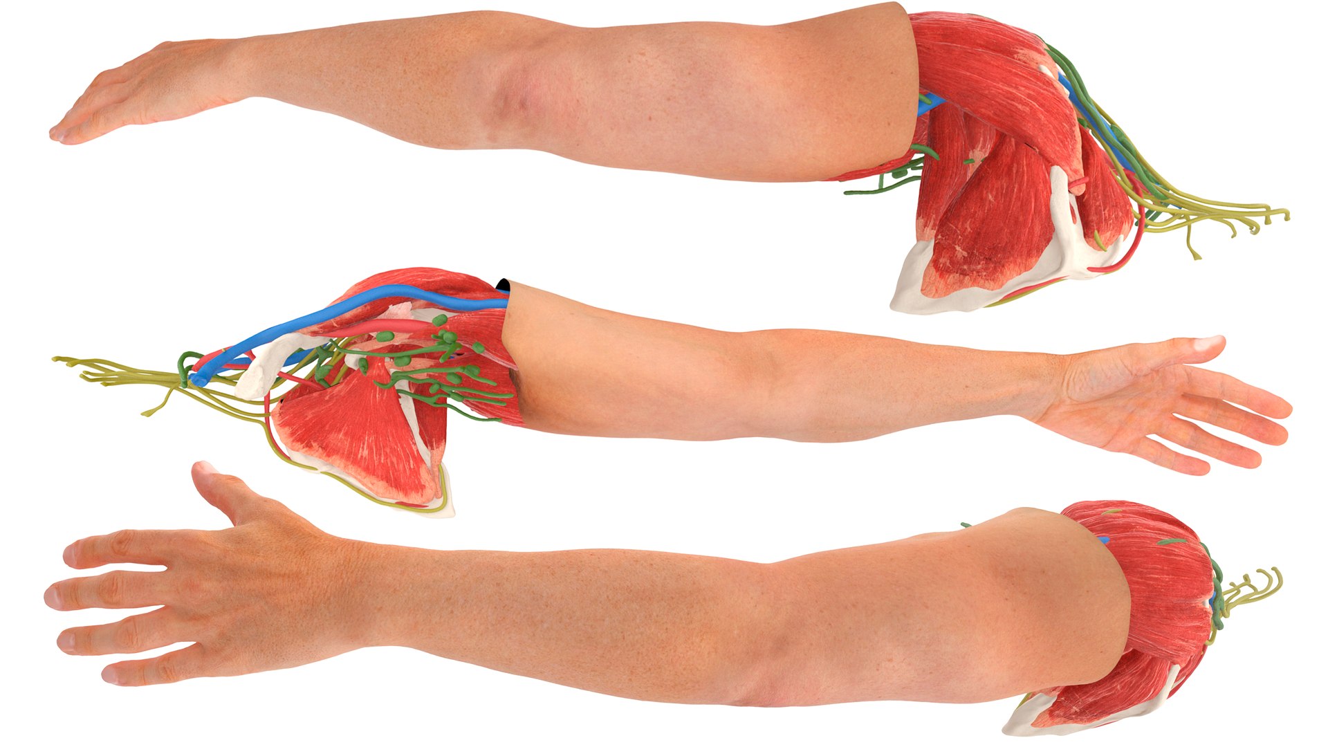 Male Realistic Anatomy Collection model https://p.turbosquid.com/ts-thumb/yC/IHvb8p/Pm/malerealisticanatomycollection3dsmodel007/jpg/1708303778/1920x1080/fit_q87/20c253f58a7fe728c0555ea6fbf1b809f6191ce3/malerealisticanatomycollection3dsmodel007.jpg