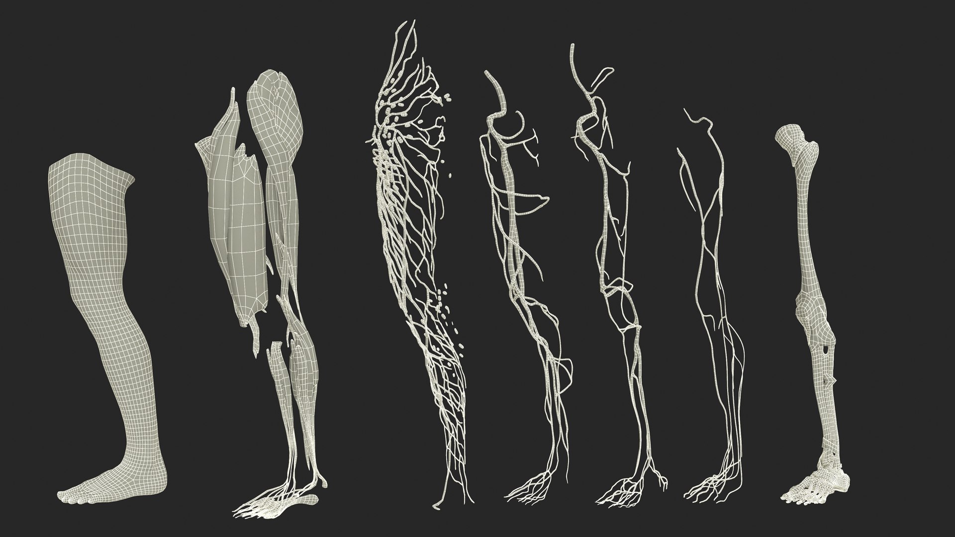Male Realistic Anatomy Collection model https://p.turbosquid.com/ts-thumb/yC/IHvb8p/Wc/malerealisticanatomycollection3dsmodel048/jpg/1708304001/1920x1080/fit_q87/19b4ba61e88c4d32d734ed4fd27a8c15e1fa9c0a/malerealisticanatomycollection3dsmodel048.jpg