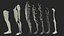 Collection d'anatomie réaliste masculine
