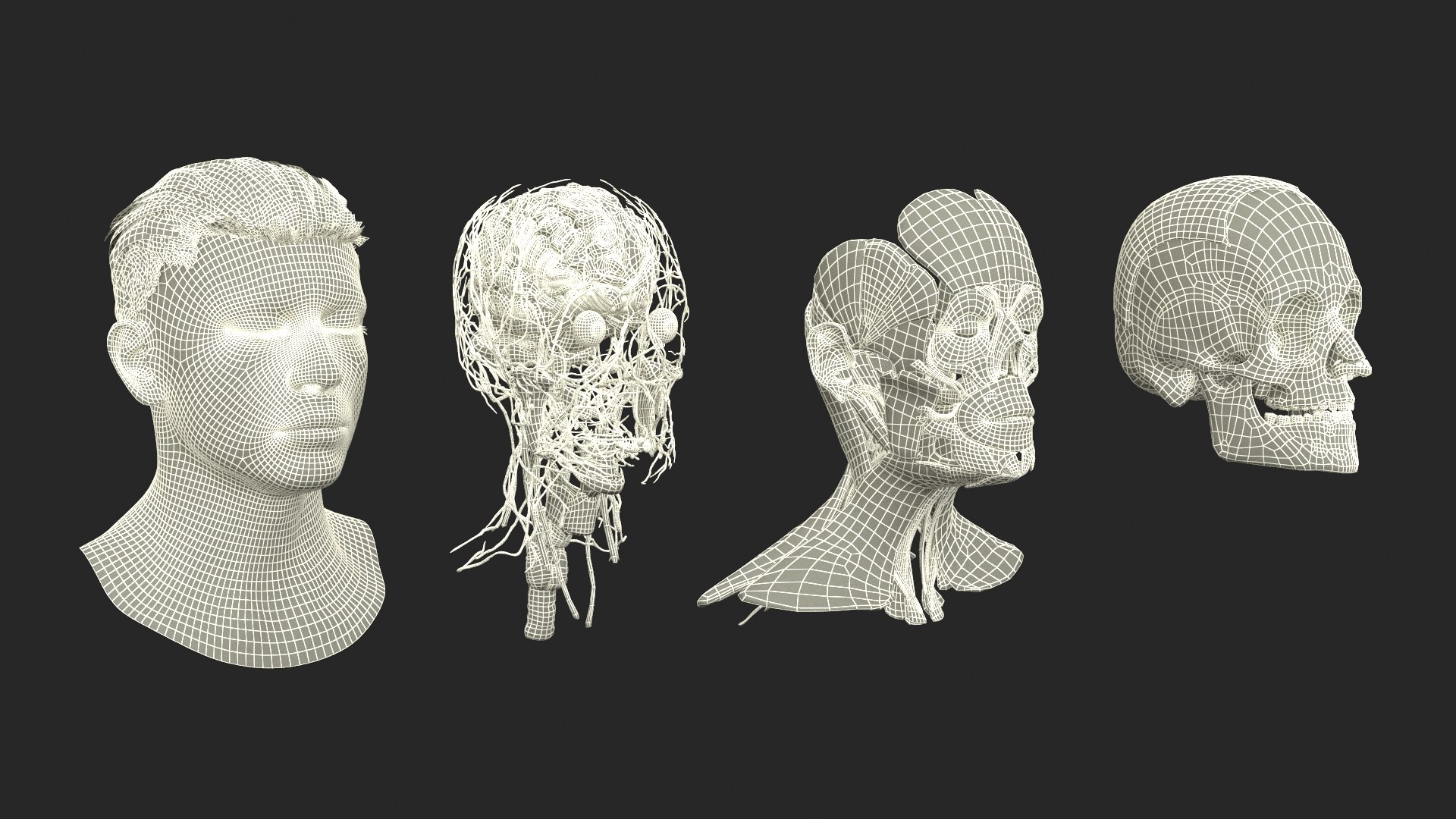 Male Realistic Anatomy Collection model https://p.turbosquid.com/ts-thumb/yC/IHvb8p/XY/malerealisticanatomycollection3dsmodel047/jpg/1708303995/1920x1080/fit_q87/24499088618c5411d679918099dbc5567b209f4d/malerealisticanatomycollection3dsmodel047.jpg