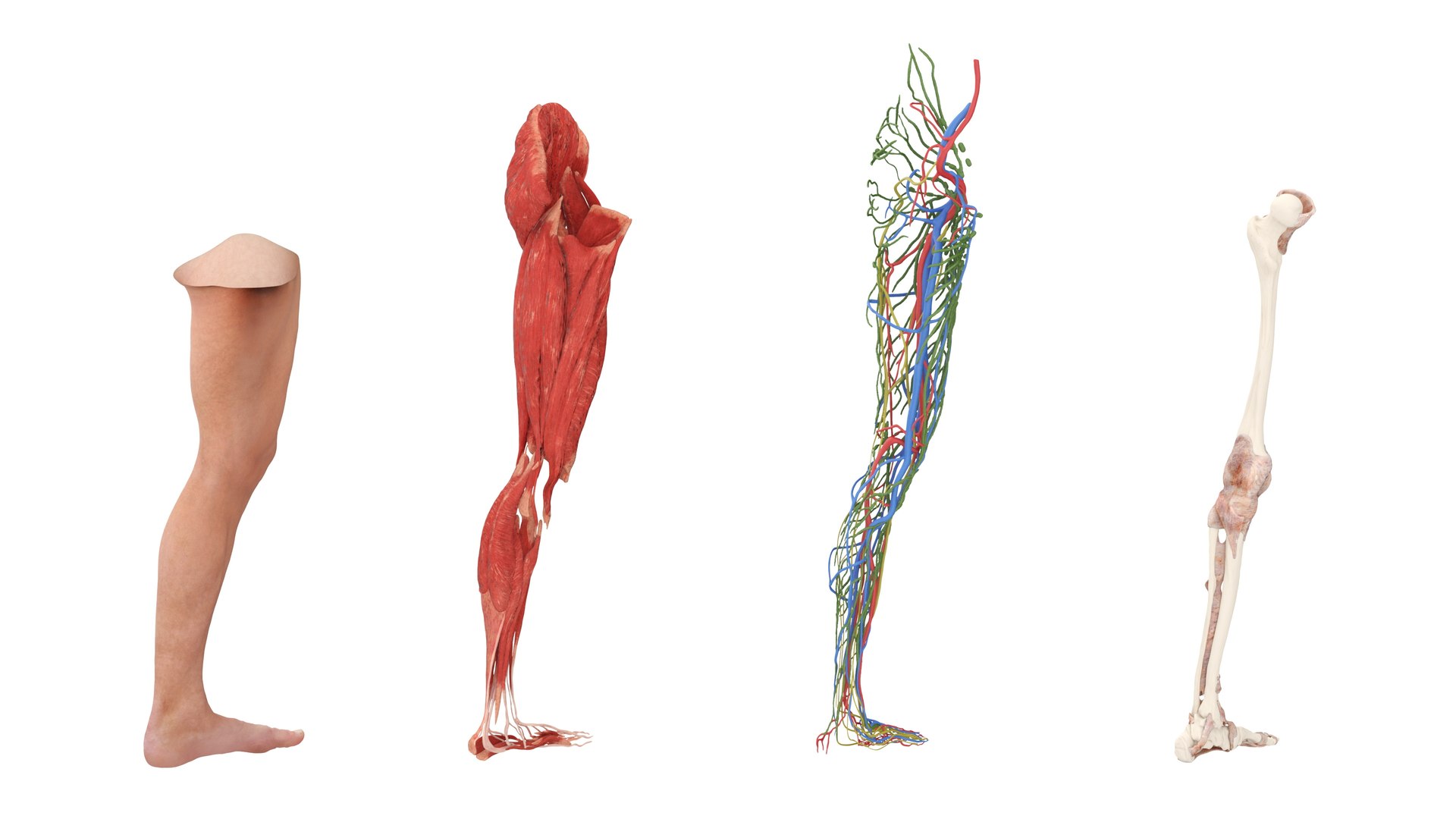 Male Realistic Anatomy Collection model https://p.turbosquid.com/ts-thumb/yC/IHvb8p/et/malerealisticanatomycollection3dsmodel038/jpg/1708303947/1920x1080/fit_q87/aa7972236601249e97ab7a894f3b36466a2aa2b2/malerealisticanatomycollection3dsmodel038.jpg