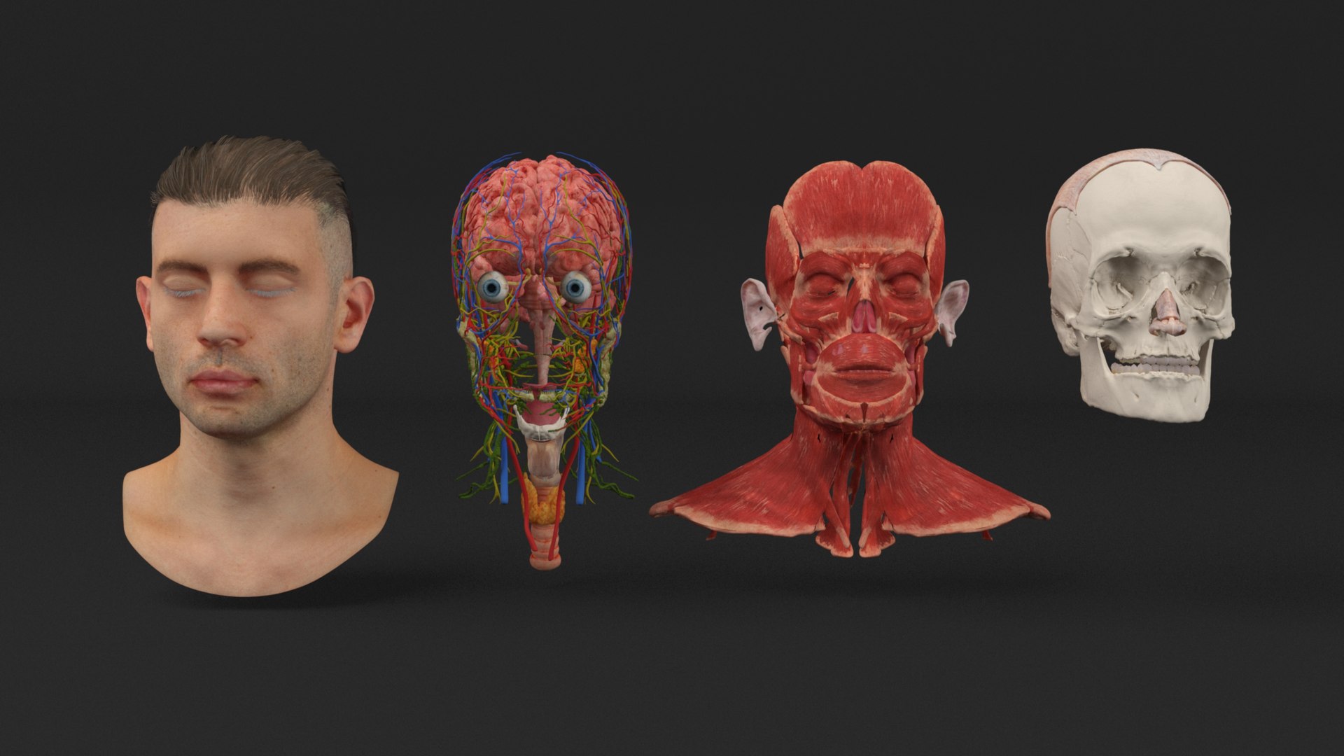 Male Realistic Anatomy Collection model https://p.turbosquid.com/ts-thumb/yC/IHvb8p/hY/malerealisticanatomycollection3dsmodel019/jpg/1708303843/1920x1080/fit_q87/2c7380d6341cb777678808da3cbba72284250cef/malerealisticanatomycollection3dsmodel019.jpg