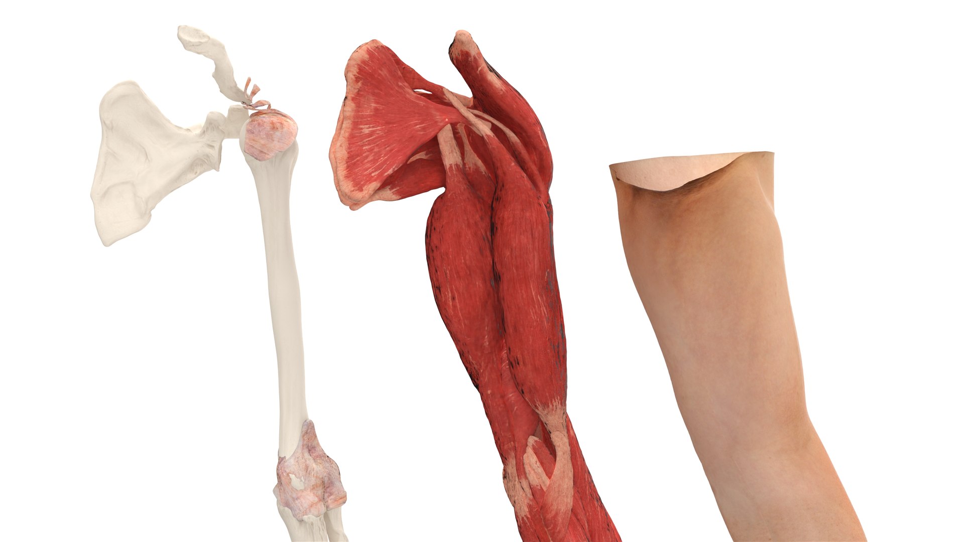 Male Realistic Anatomy Collection model https://p.turbosquid.com/ts-thumb/yC/IHvb8p/lY/malerealisticanatomycollection3dsmodel013/jpg/1708303810/1920x1080/fit_q87/855ad2247aa21f7e547443157191ef1c18f0fb22/malerealisticanatomycollection3dsmodel013.jpg
