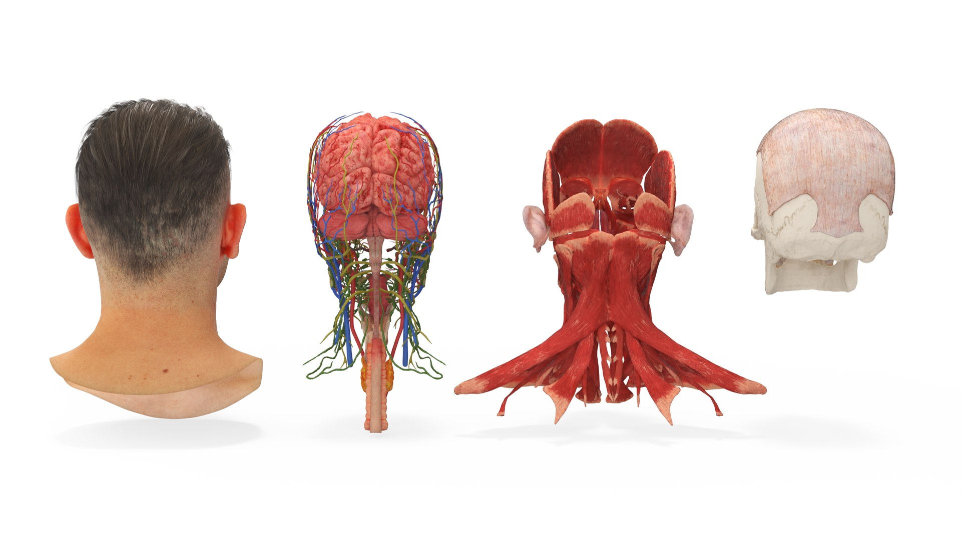 Male Realistic Anatomy Collection model https://p.turbosquid.com/ts-thumb/yC/IHvb8p/x5/malerealisticanatomycollection3dsmodel022/jpg/1708303859/1920x1080/fit_q87/39f1dfb03b9a898b8576cdc374e4e8ae2a61cda8/malerealisticanatomycollection3dsmodel022.jpg