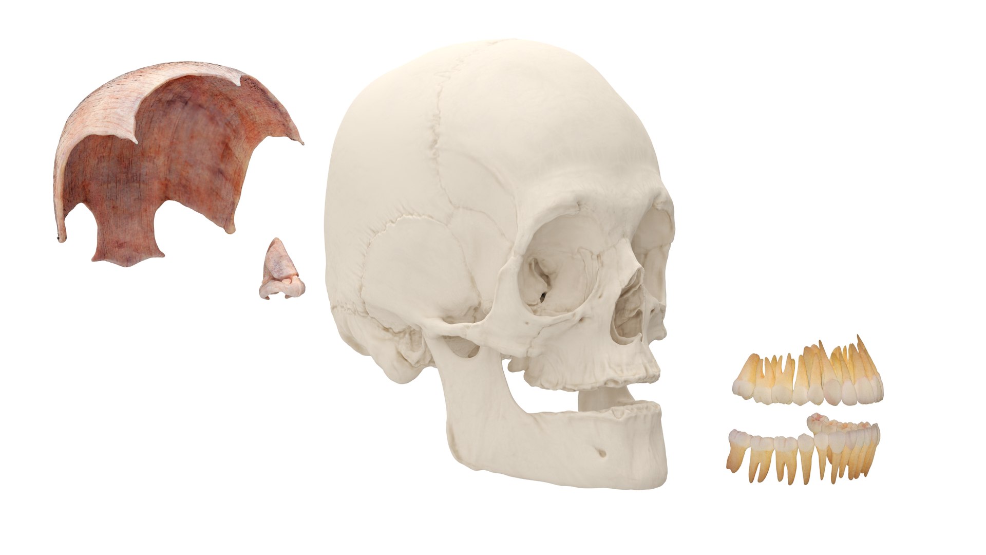 Male Realistic Anatomy Collection model https://p.turbosquid.com/ts-thumb/yC/IHvb8p/xa/malerealisticanatomycollection3dsmodel028/jpg/1708303892/1920x1080/fit_q87/c8e82a83732f711f3730363088651ae674d85887/malerealisticanatomycollection3dsmodel028.jpg
