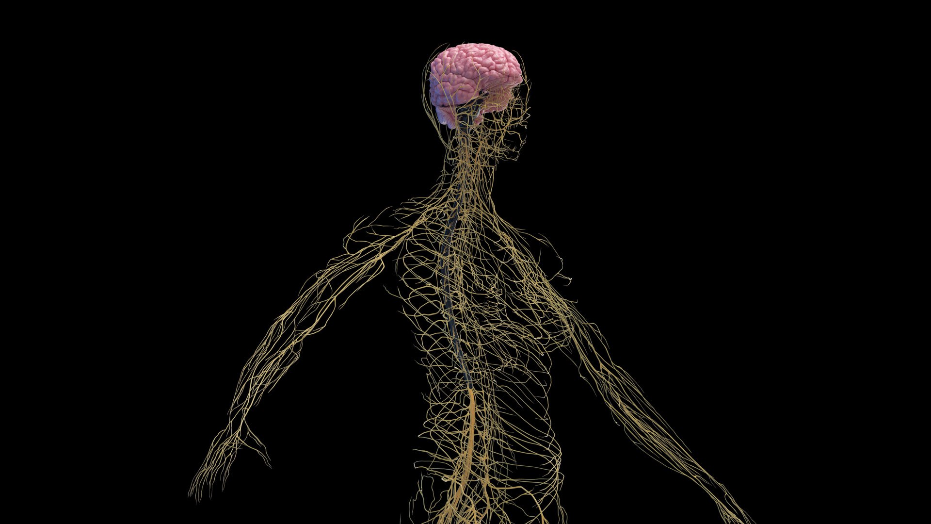 Human Female Nervous System Static 3D Model - TurboSquid 2060437