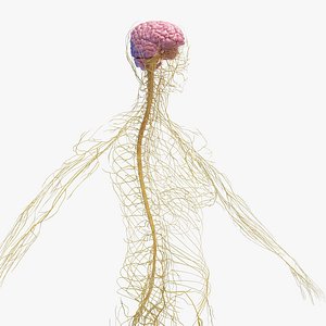 Human Female Nervous System Static 3D model