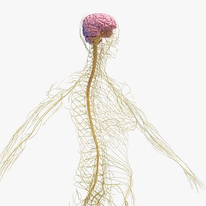 Human Female Nervous System Static