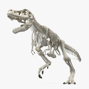 3D tyrannosaurus rex skeleton rigged