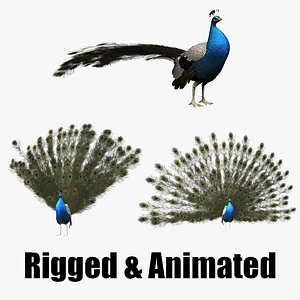 3D model aniamted peacock peafowl