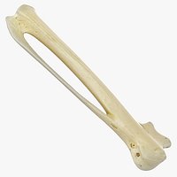 Real Dalmatian Pelican Pelecanus Crispus Metacarpal Bone 01