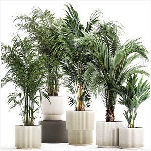 Set Of Beautiful Howea Palms In White Pots Neanthe 1408 3D model