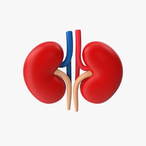3D Kidneys Stylized model