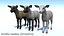 Lamb