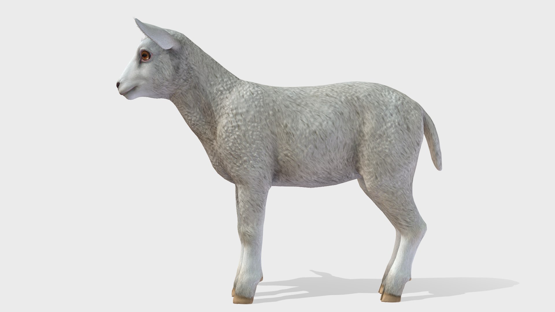 Lamb 3D https://p.turbosquid.com/ts-thumb/yD/1HBrYI/NP/2/png/1740055770/1920x1080/fit_q87/08bc7522fce0fb712ab1f997a215c3fe4f8ec911/2.jpg