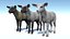 Lamb