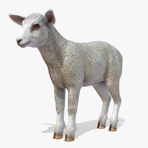 Lamb