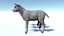 Lamb