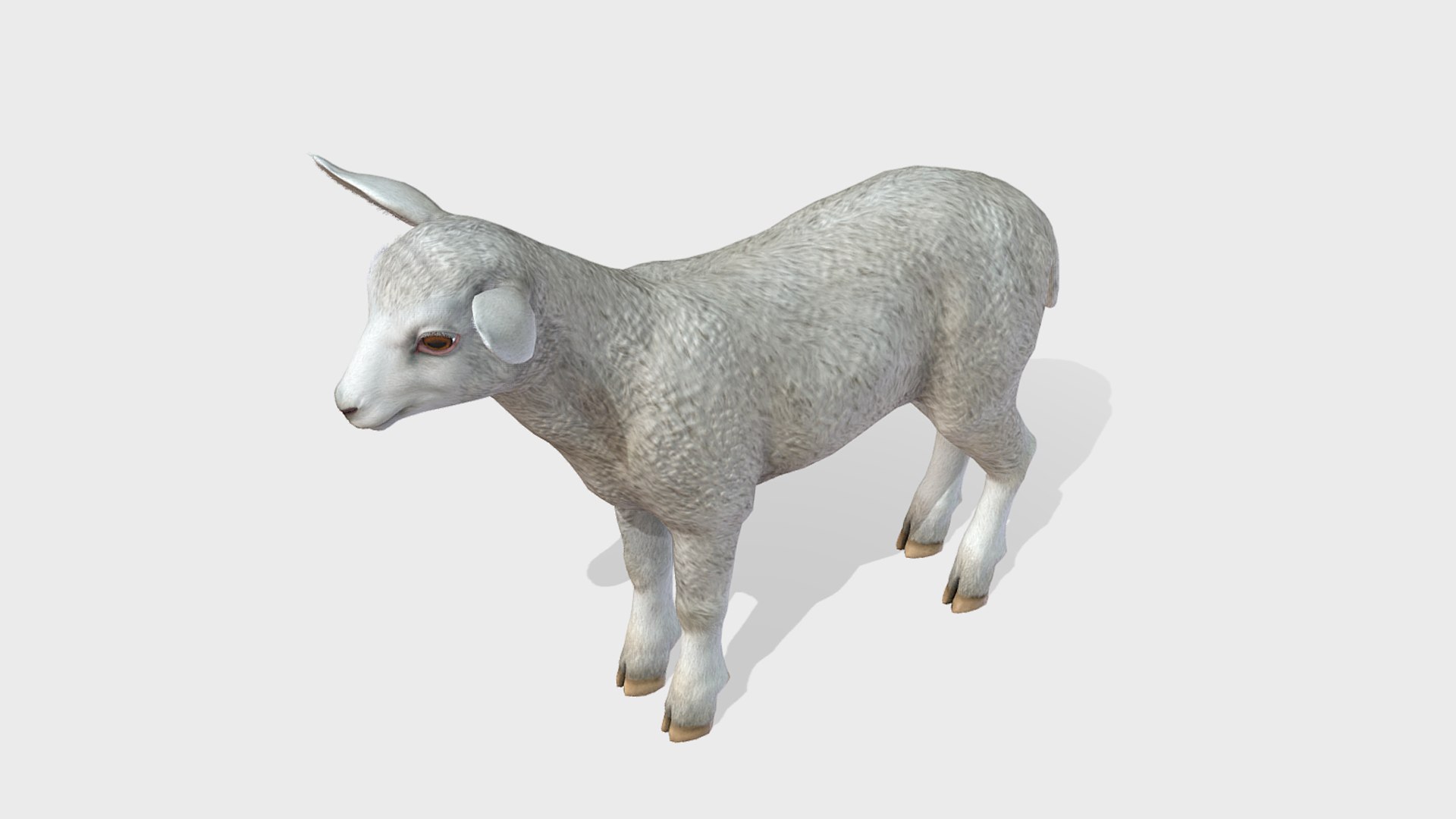 Lamb 3D https://p.turbosquid.com/ts-thumb/yD/1HBrYI/mQ/4/png/1740055775/1920x1080/fit_q87/9d9dc6fe1db31ee83c68710b47f0d6c89d943cc9/4.jpg