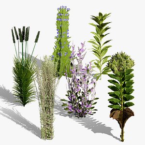 Wild Garden Plants 3D Models Collection 3D model