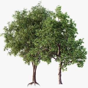 3D AV Ash Tree and American Elm Tree model