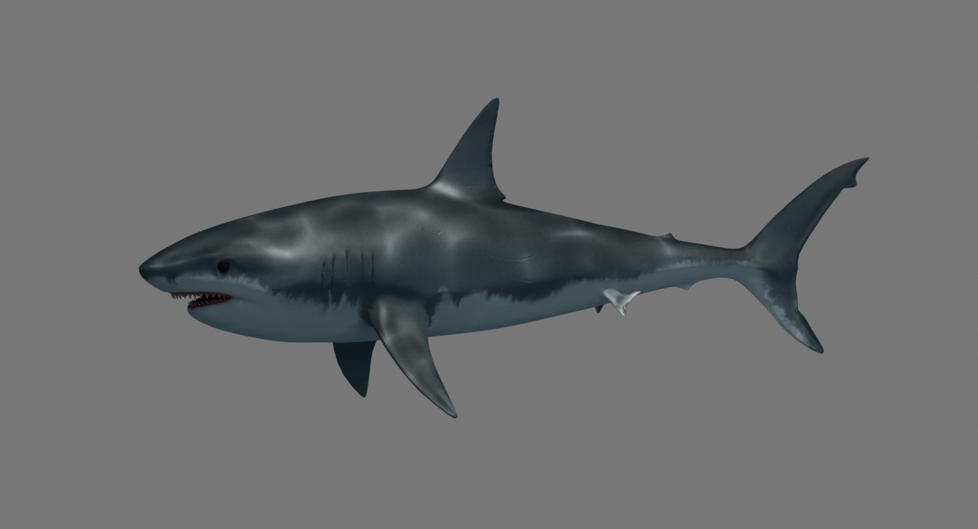 3D model Great White Shark - Game Ready VR / AR / low-poly rigged animated