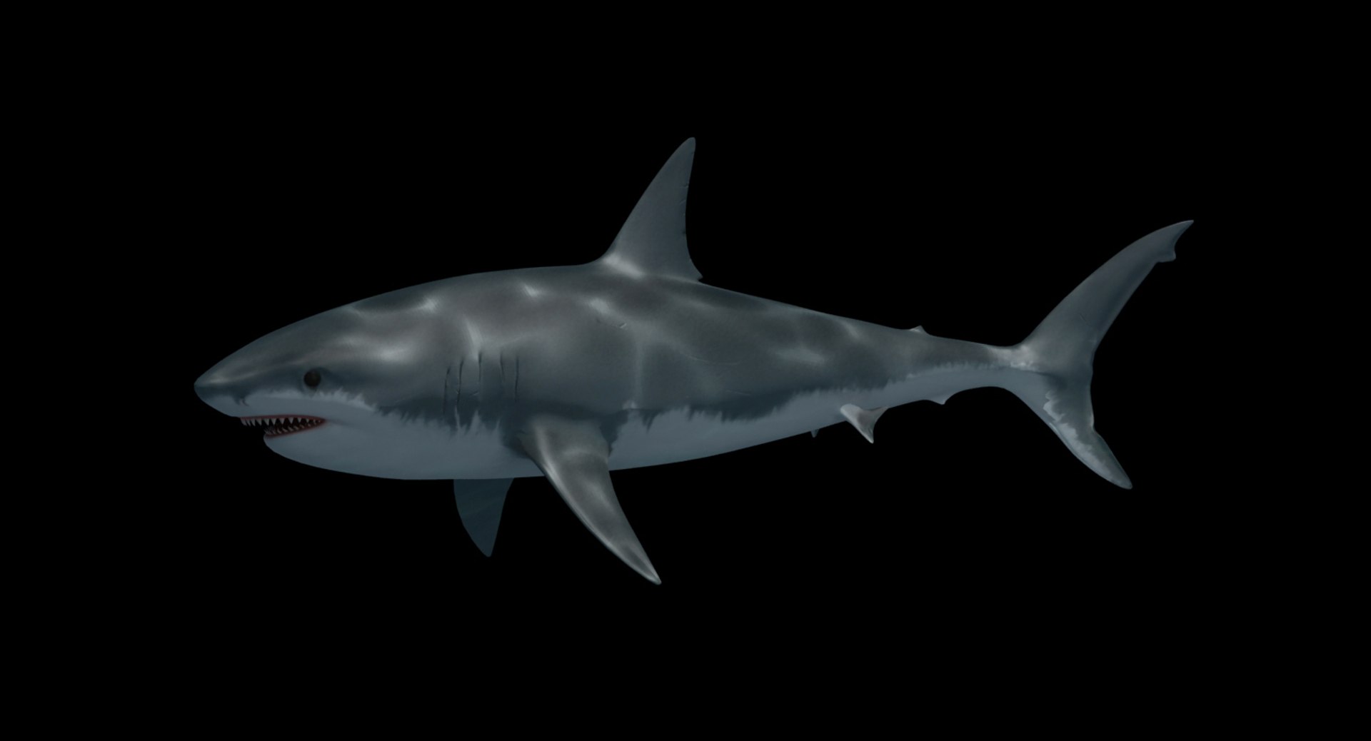 3D model Great White Shark - Game Ready VR / AR / low-poly rigged animated